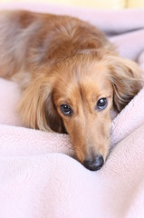 眠たいのに、な～に～？