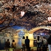 夜桜