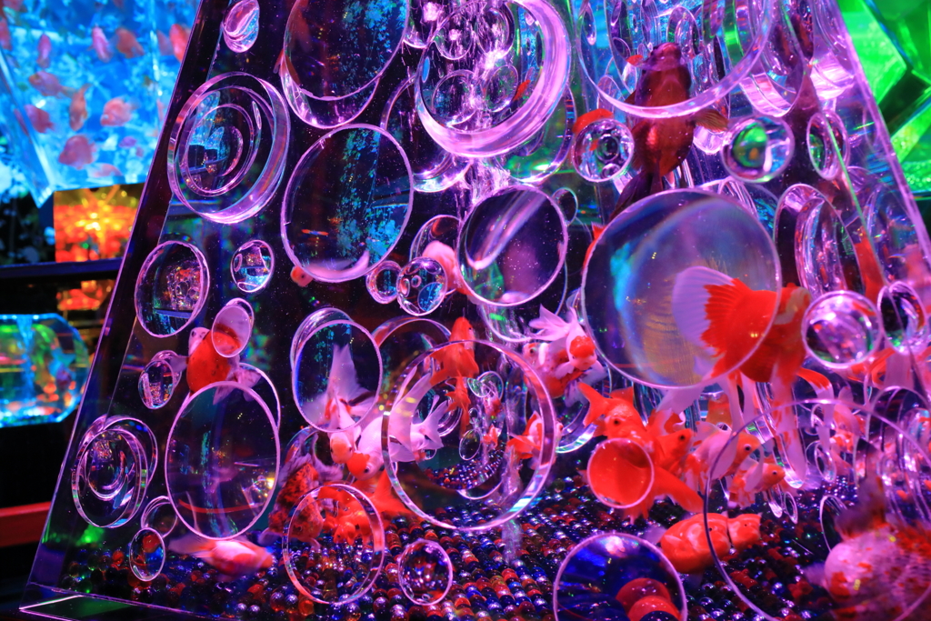 金魚鉢⑤