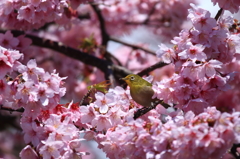 大寒桜とメジロ