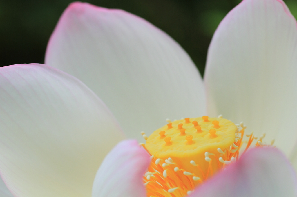 孫文蓮（そんぶんれん）