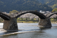 錦帯橋に桜