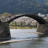 錦帯橋に桜