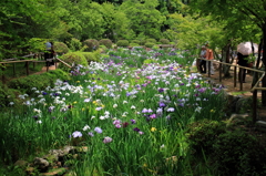 花菖蒲