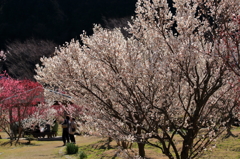 萩往還梅林園Ⅰ（満開）