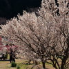 萩往還梅林園Ⅰ（満開）