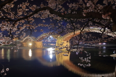 夜桜Ⅲ