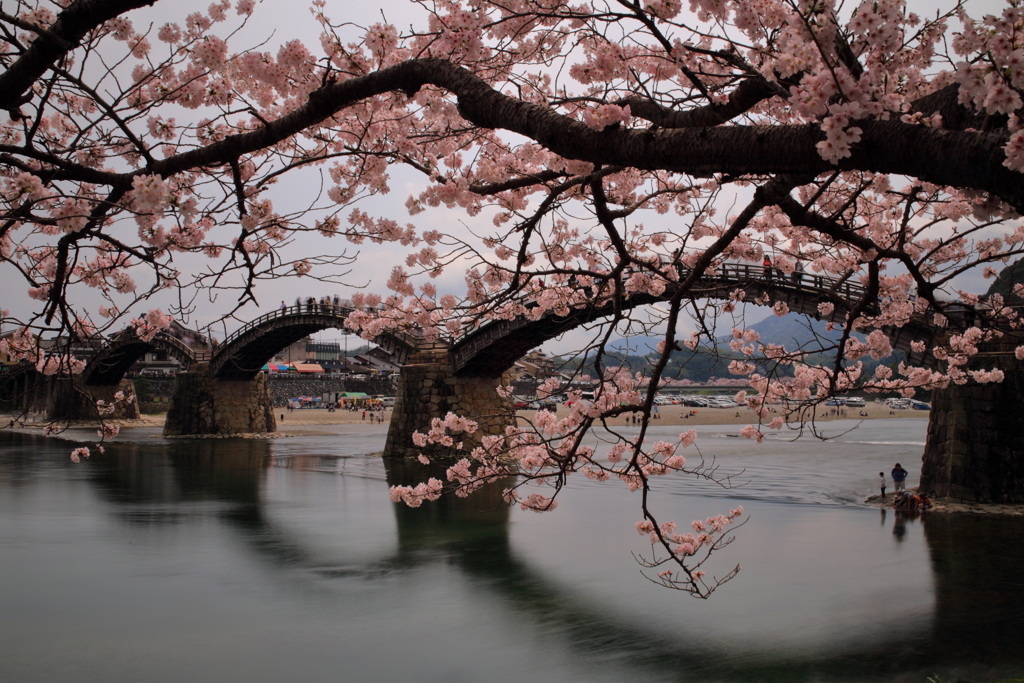 満開の錦帯橋