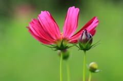 見つめる蕾