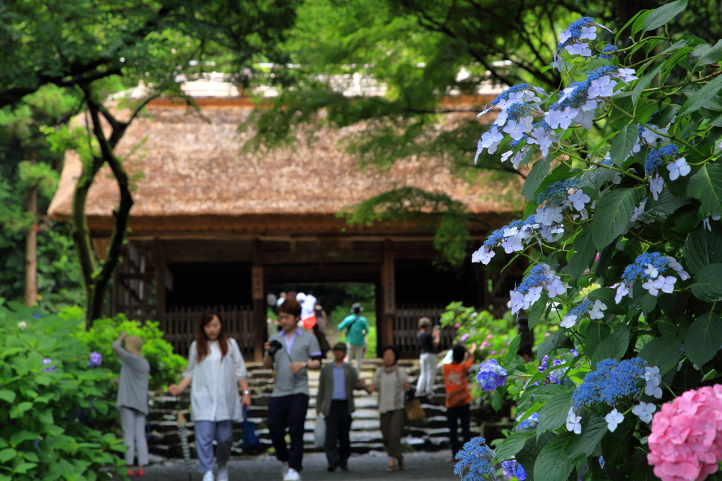 アジサイ寺