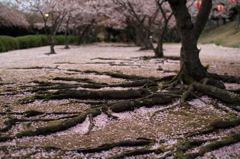 花は桜木