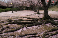 花は桜木