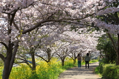 桜道