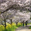 桜道