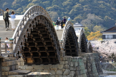 錦帯橋と桜