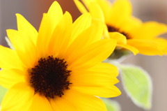 ひまわりｊｒ？２