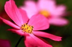 秋桜