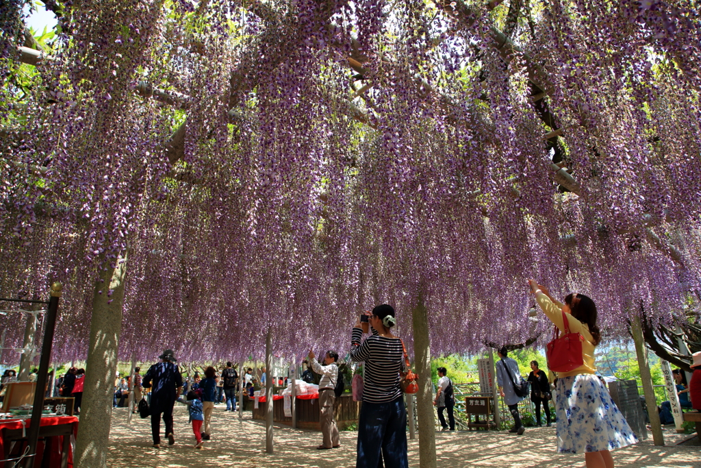 吉祥寺の藤Ⅰ