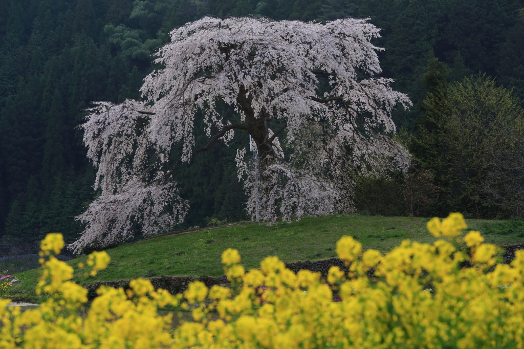与一野のしだれ桜Ⅲ