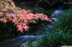 清流紅葉