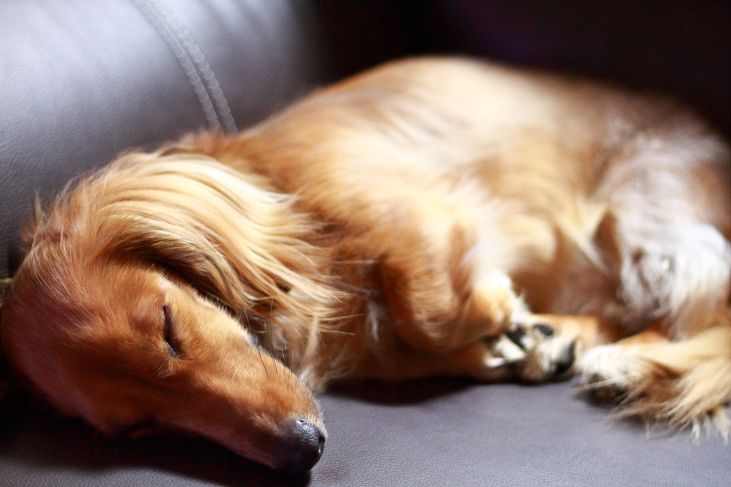 癒しの愛犬「レオ」