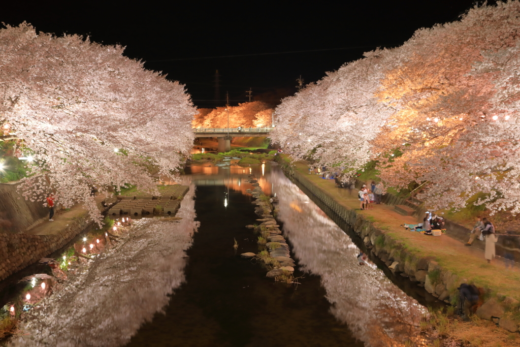 夜桜（蝶々）