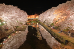 夜桜（蝶々）