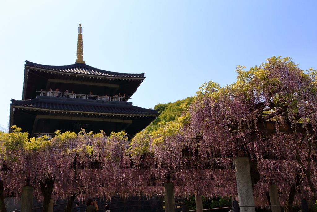 吉祥寺の藤Ⅲ