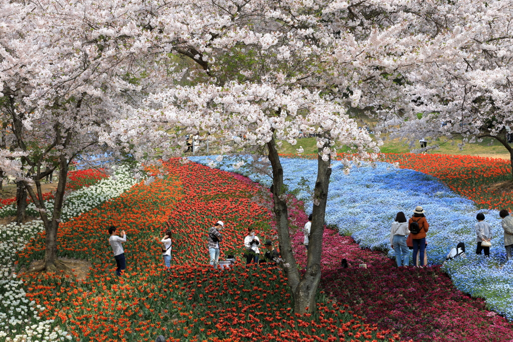花見