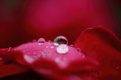 水玉の花
