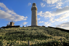 角島灯台とスイセンⅡ