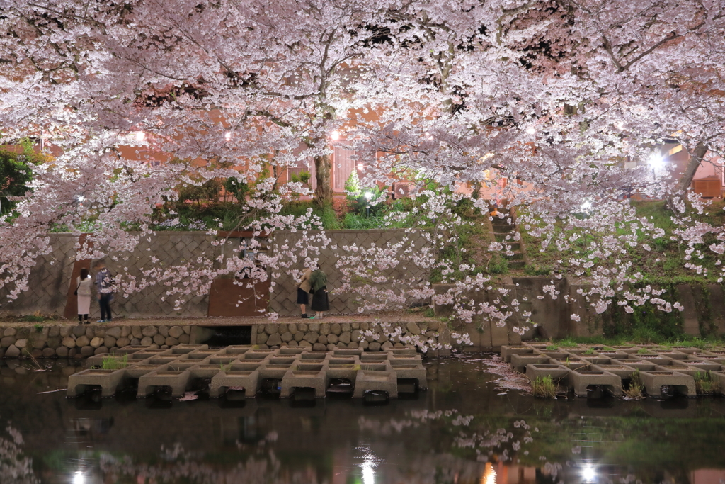 夜桜