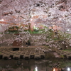 夜桜