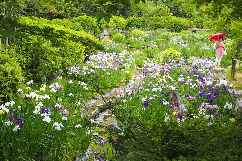 梅雨入りの菖蒲