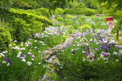 梅雨入りの菖蒲