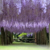 河内藤園Ⅱ