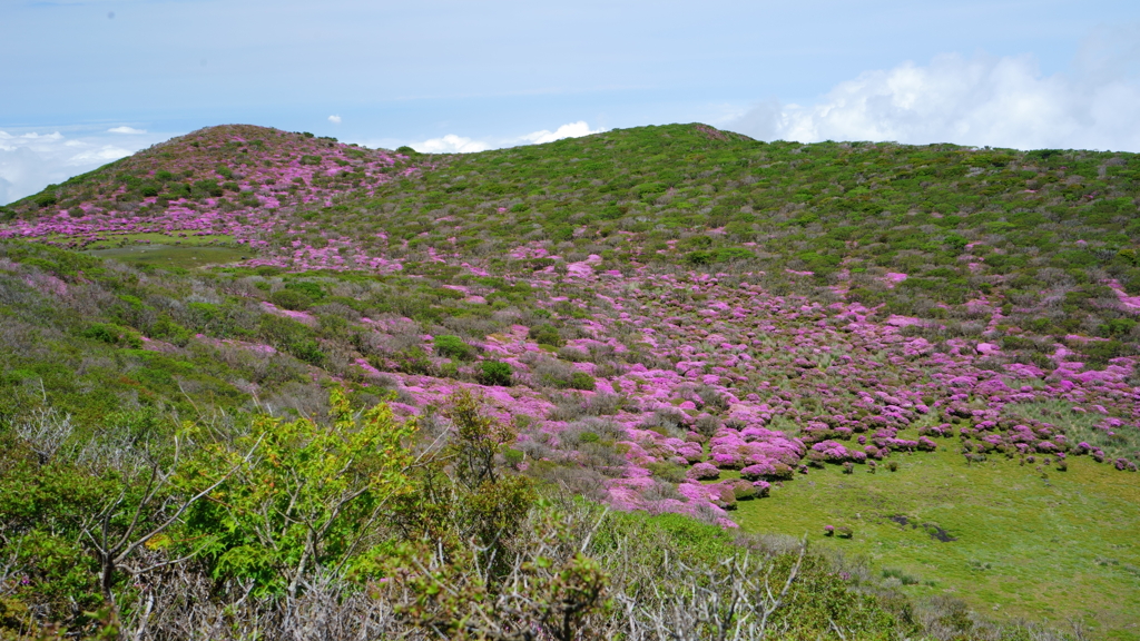 ミヤマキリシマⅥ