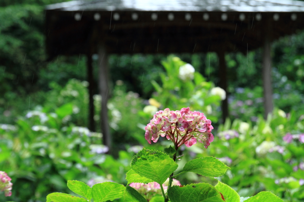 あじさいの雨