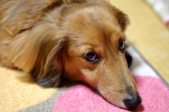 我家のレオ