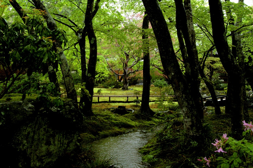 雨の宝厳院 01