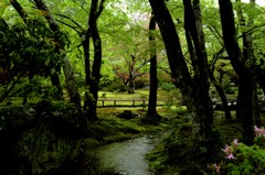 雨の宝厳院 01
