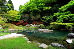 青蓮院