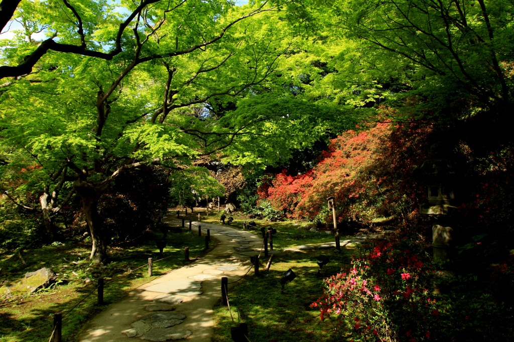青蓮院