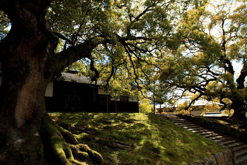 青蓮院