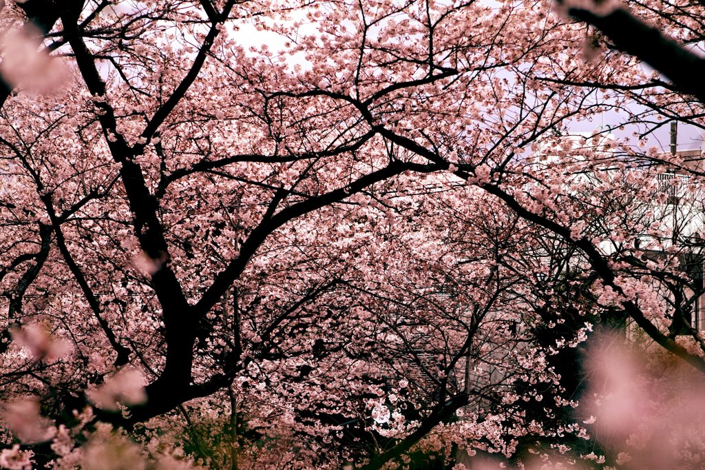 桜01