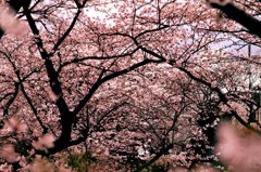 桜01