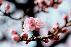 桜02