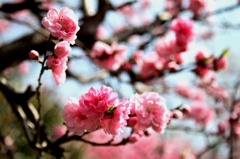 桜03