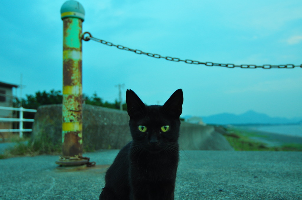 野良猫さん