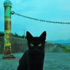 野良猫さん
